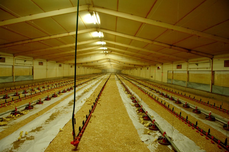 Broiler Breeding Poultry Business