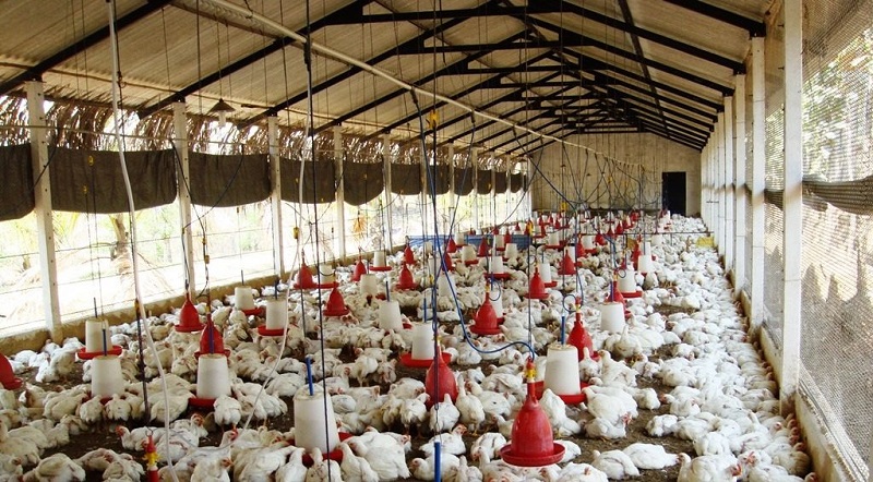Broiler Breeding Poultry Business