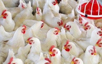 Broiler Breeding Poultry Business