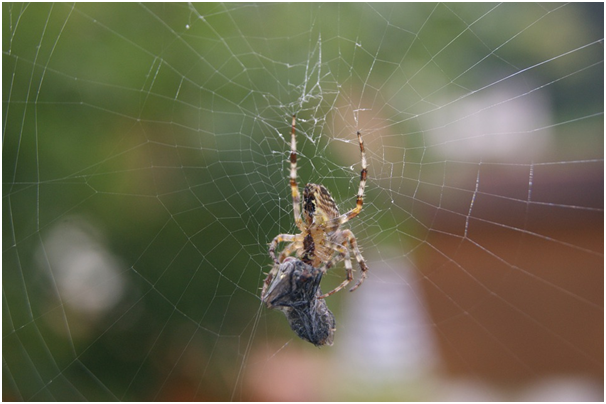 Top tips for spider-proofing your home