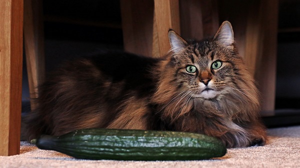 Why Are Cats Afraid Of Cucumbers 1 