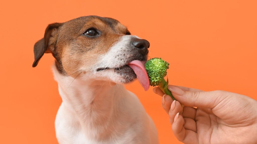 Can dogs eat broccoli