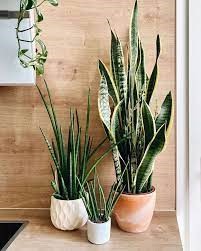 Six Indoor Plants that will Instantly Improve your Office
