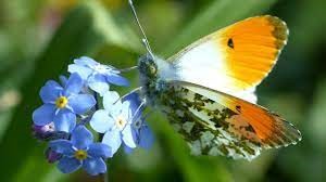 Three Butterflies to Identify this Summer