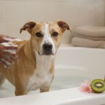 Happy dog getting a gentle bath with hypoallergenic shampoo, showing shiny coat and relaxed expression