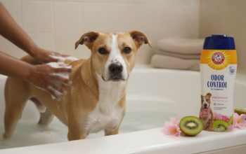 Happy dog getting a gentle bath with hypoallergenic shampoo, showing shiny coat and relaxed expression