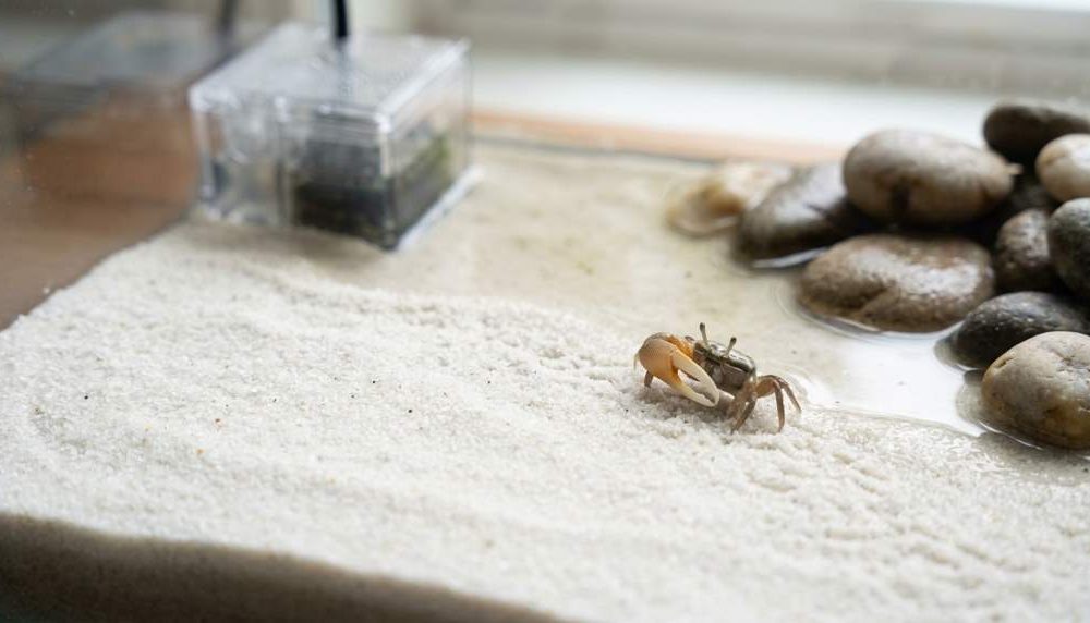 Healthy crab habitat with natural sand and driftwood