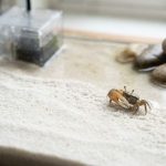 Healthy crab habitat with natural sand and driftwood