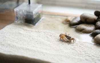 Healthy crab habitat with natural sand and driftwood