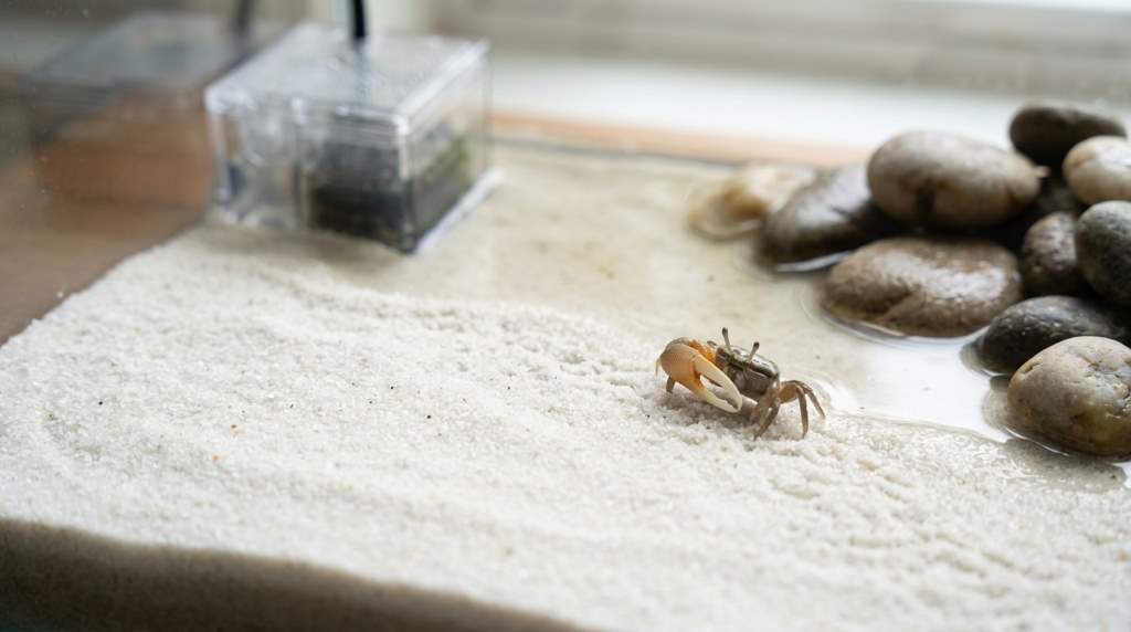 How to Maintain Healthy Crab Habitat in Charleston, SC